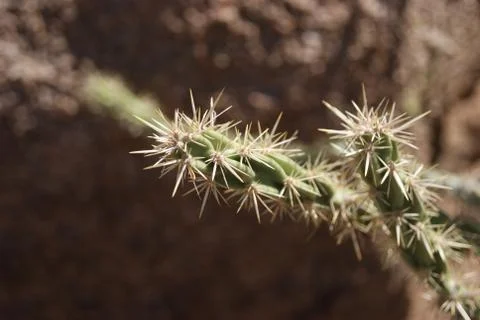 A small cactus Stock Photos