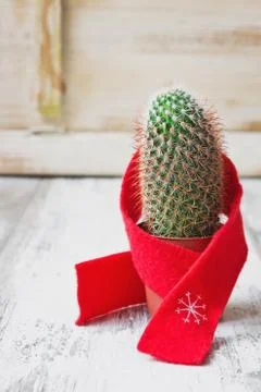 Small cactus Stock Photos