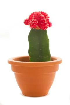 Small cactus Stock Photos