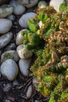 Small cactus Stock Photos