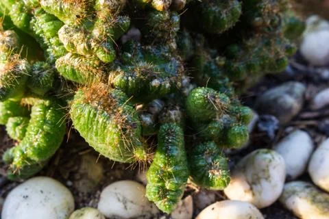 Small cactus Foto stock