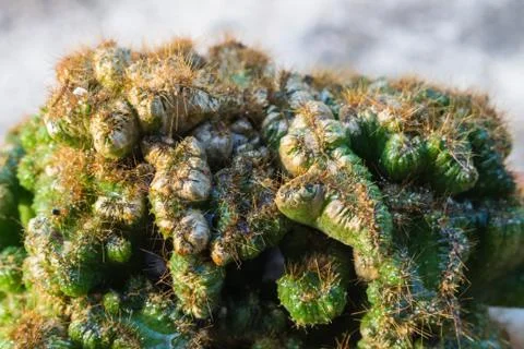 Small cactus Stock Photos