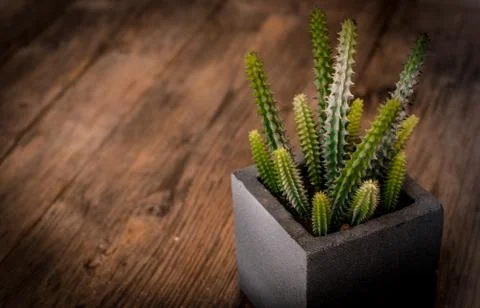 Small cactus. Stock Photos