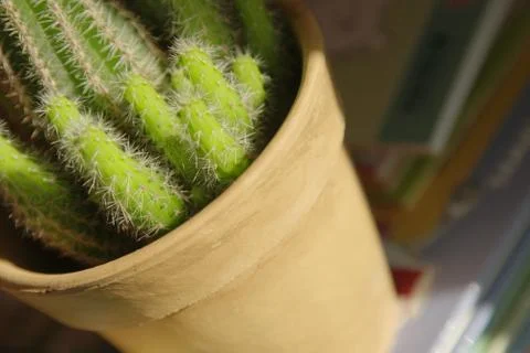 Small cactus Stock Photos