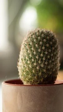 Small cactus Stock Photos