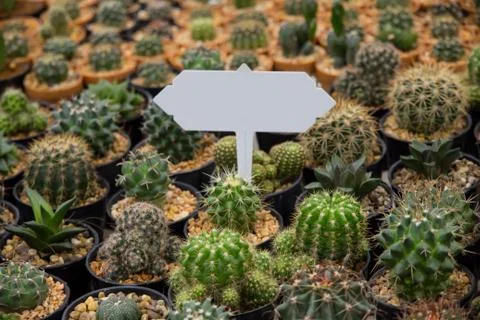 Small Cactus Stock Photos