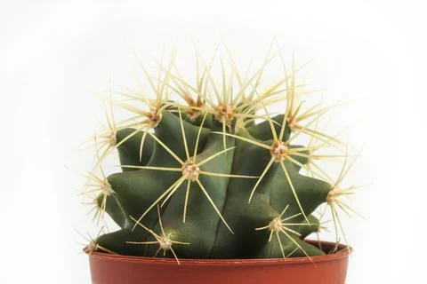 Small cactus Stock Photos