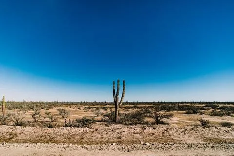 Small Cactus Stock Photos