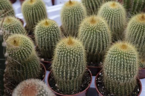 Small cactus plant Stock Photos