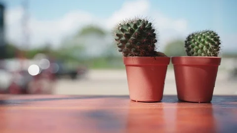 Small cactus plant pot Stock Footage 99964634