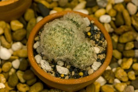 Small cactus planted in pots Stock Photos
