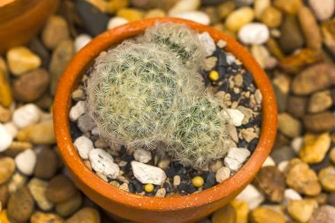 Small cactus planted in pots Stock Photos