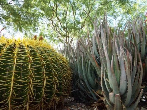 Small Cactus plants Foto stock