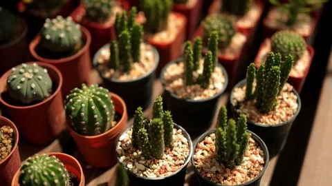 Small Cactus in Pot in Cactus Nursery Glasshouse Stock Footage 119468693