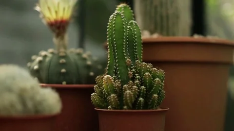 Small Cactus in Pot in Cactus Nursery Glasshouse, Slider shot Stock Footage 119468698