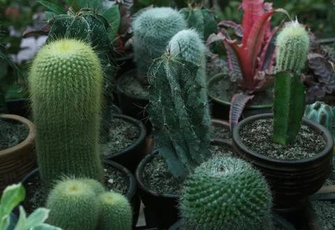 Small Cactus Pot Collections Stock Photos