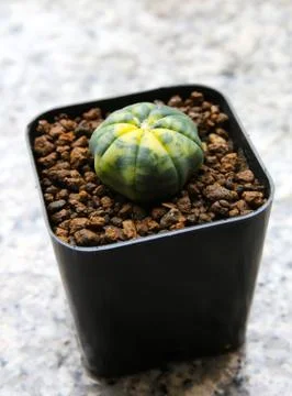 Small cactus in a pot. Stock Photos