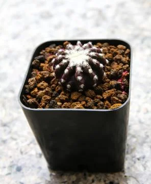 Small cactus in a pot. Stock Photos
