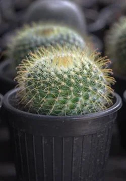Small cactus in a pot Stock Photos