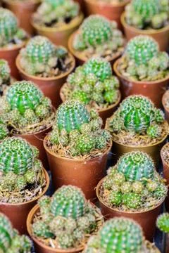 Small cactus in a pot Stock Photos