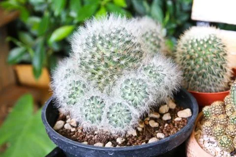 Small cactus in a pot Stock Photos