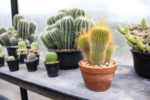 Small cactus in a pot Stock Photos