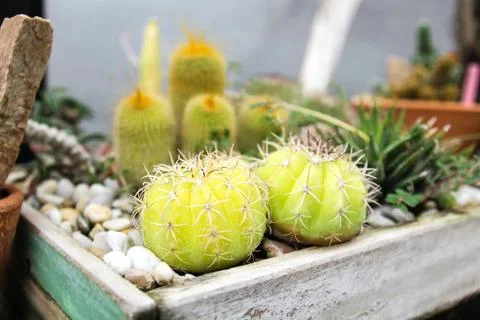 Small cactus in a pot Stock Photos