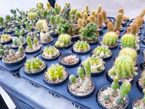 Small cactus in a pot Stock Photos