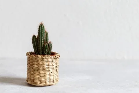 Small cactus in a pot Stock Photos