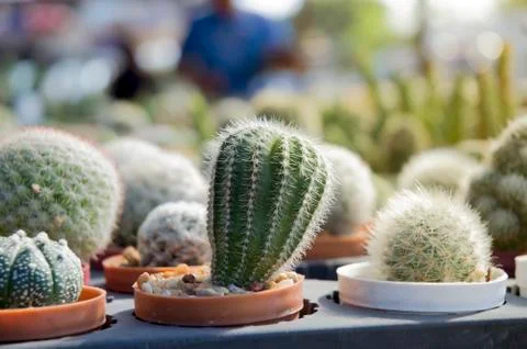 Small cactus in the pot Foto stock