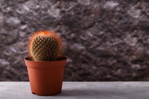 Small cactus in a pot Stock Photos