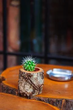 A small cactus in a pot in the shape of a stump on a table made of sawn wood Stock Photos