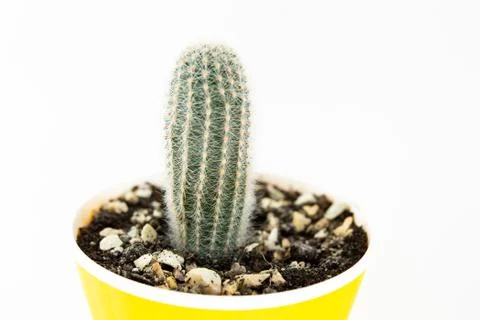 Small cactus in a pot on a white background Stock-Fotos