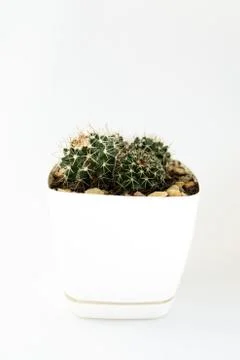 Small cactus in a pot on a white background Stock Photos