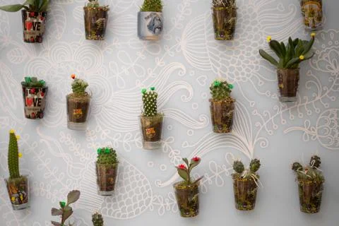 Small cactus in pots Stock Photos