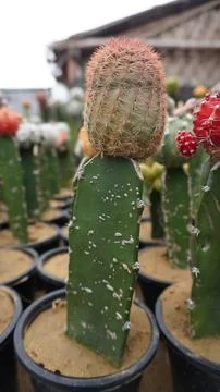 Small Cactus With a Red Top in Pot Unique Desert Plant Home Decor Stock Photos