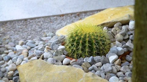 A small cactus in the sand   Stock Footage 111023354