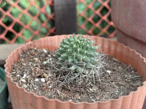 Small cactus with sharp white spines grows in a terracotta pot outdoors Foto stock