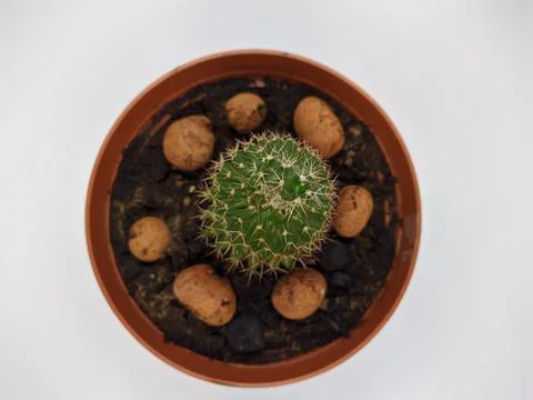 Small cactus. small cactus on a white background top view Stock Photos