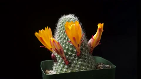 A small cactus with straw like orange flowers blooming in time lapse Stock Footage 155423294