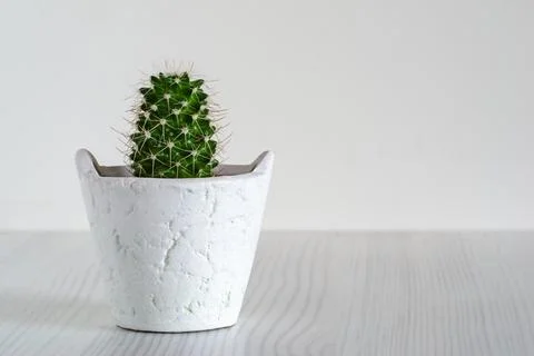 Small cactus on a white background Stock Photos
