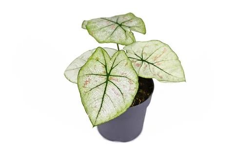 Small Caladium Bicolor Strawberry Star houseplant with white leaves green veins 스톡 사진
