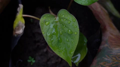 Small Caladium leaves with Drop of water. 库存影片 135889028