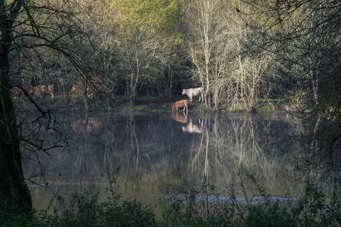 A small calf drinks at the edge of a river Stock Photos