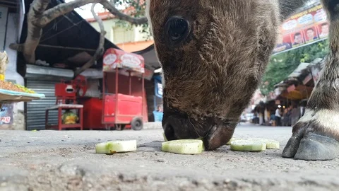 Small Calf Eating Cucumber on Rishikesh Street in India Stock Footage 98097068