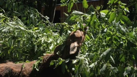 A small calf eats the foliage of a bush in the nature reserve Video stock 201848235