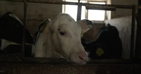 A small calf eats hay while standing in a stall on a farm. Stock Footage 264769539