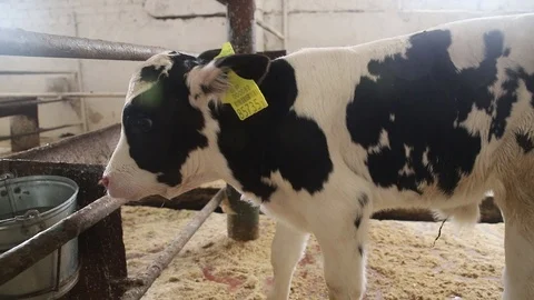 Small calf on the farm Stock Footage 116657079