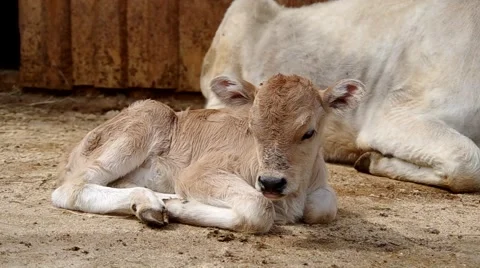 Small calf Stock Footage 51008476