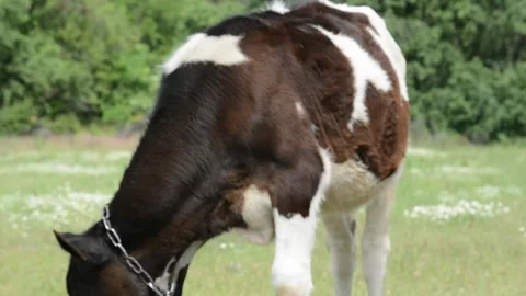 A small calf grazing in a grassy field 動画素材 343271427